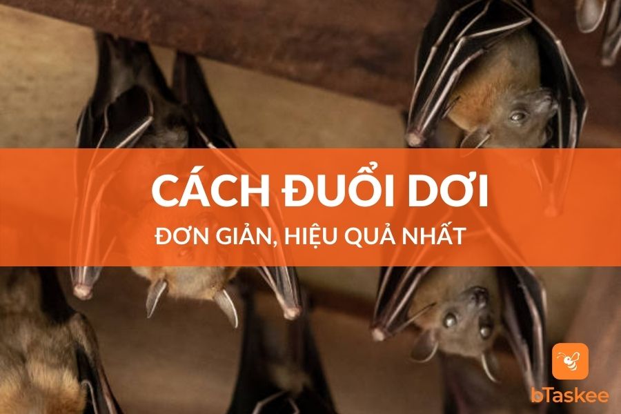 Đuổi dơi ra khỏi nh&agrave; Vinh Nghệ An